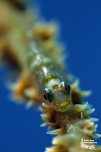 Commensal gobie :-D by Daniel Strub 
